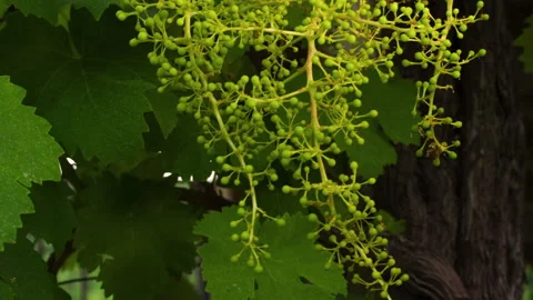 Closeup of Young Grape From a Big Bunch in a Good Year, clip 5 tilt up Stock Footage 137177505