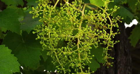 Closeup of Young Grape From a Big Bunch in a Good Year, clip 5 tilt up Stock Footage 137177620