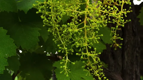Closeup of Young Grape From a Big Bunch in a Good Year, clip 2 tilt up Stock Footage 137187161