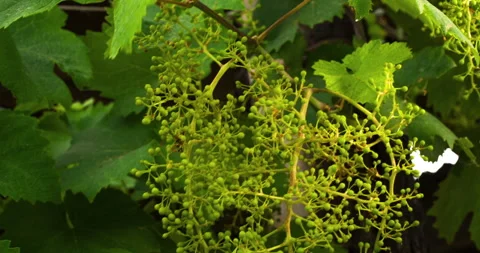 Closeup of Young Grape From a Big Bunch in a Good Year, clip 2 tilt up Stock Footage 137187188