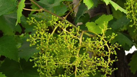 Closeup of Young Grape From a Big Bunch in a Good Year, clip 5 tilt up fast Stock Footage 137297780