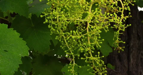 Closeup of Young Grape From a Big Bunch in a Good Year, clip 5 tilt up fast Stock Footage 137297898