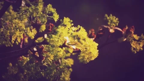 Closeup Young Green Leaves In Spring Forest Video stock 133411973