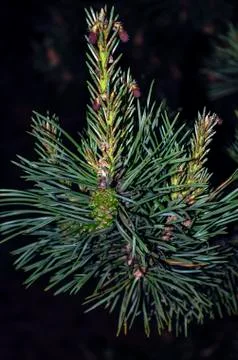 Closeup of a young, green pine cone hanging from the branch of a pine tree. Stock Photos