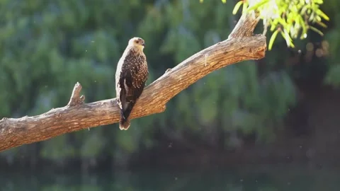 Closeup of Young Hawk Perched on Tree Branch Bugs Flying Around Vidéo 276446897