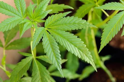 Closeup young hemp tree Stock Photos