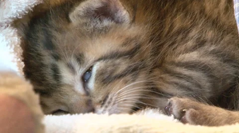 Closeup of young kitten sleeping, Stock Footage 41687488