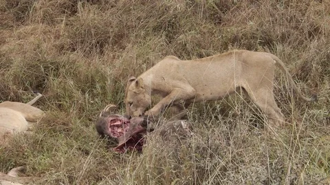 Closeup of young lion catching the warthog after successful hunting in Kenya Stock Footage 106791695