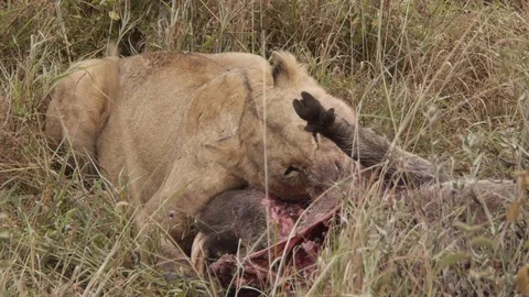 Closeup of young lion chewing dead warthog after successful hunting in Kenya Video stock 106791706