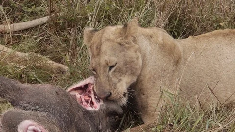 Closeup of young lion chewing warthog with pleasure and satisfaction in Kenya Stock Footage 106791979