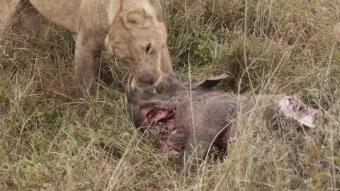 Closeup of young lion falling asleep after eating  warthog in Kenya Stock Footage 106791626