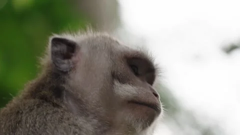 Closeup Of Young Lonely Crab-eating Macaque At Monkey Forest Sanctuary In Ubud Stock-Footage 304106964