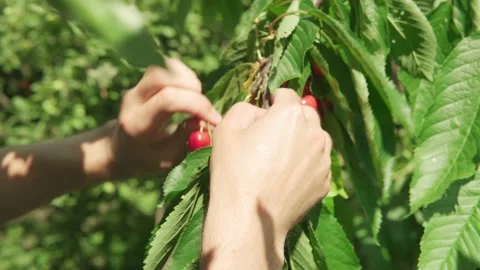 Closeup young man with beard and long hair pluck cherry berries from tree branch Video stock 159730906