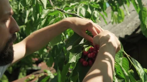 Closeup young man with beard and long hair pluck cherry berries from tree branch Stock Footage 159768555