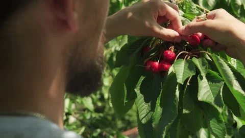 Closeup young man with beard and long hair pluck cherry berries from tree branch Stock Footage 159775922