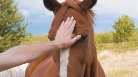 Closeup of a young man touching chestnut horse's head Video stock 91676032