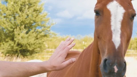 Closeup of a young man touching chestnut horse's head Stock Footage 91676056