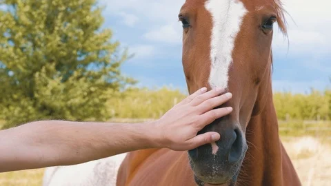 Closeup of a young man touching chestnut horse's head Stock Footage 91676100