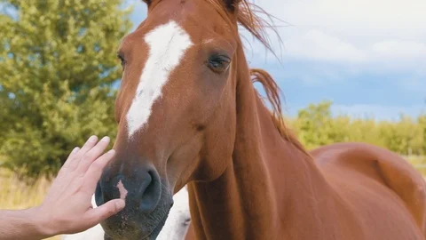 Closeup of a young man touching chestnut horse's head Video stock 91676149