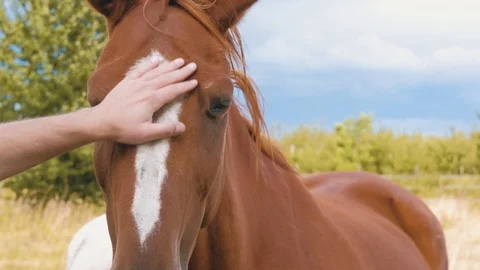 Closeup of a young man touching chestnut horse's head Video stock 91676173