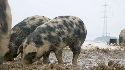 Closeup of young Mangalica Piglets digging in frozen wet mud during cold Stock Footage 169101363