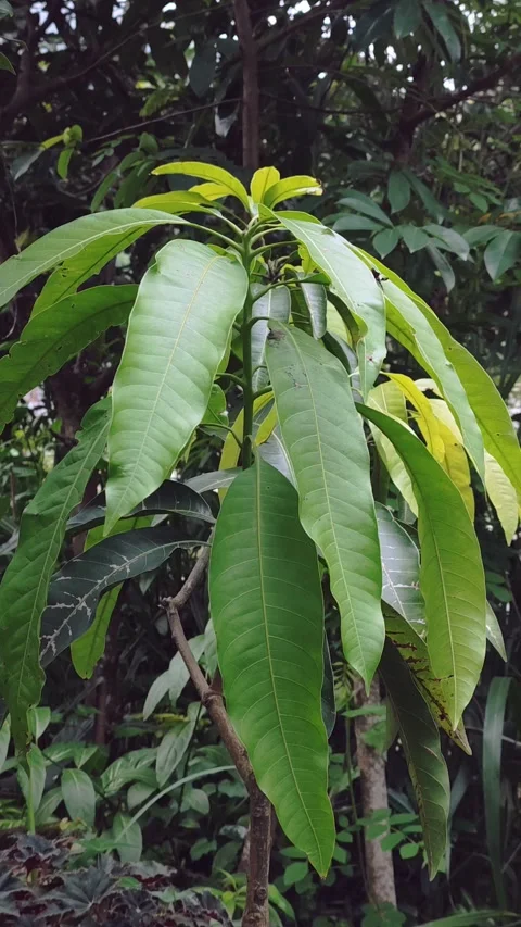 Closeup of young mango plant with fresh leaves Stock Footage 289852663
