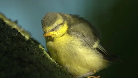 Closeup young passerine bird falling asleep in treetop during sunset golden hour Stock Footage 162594213