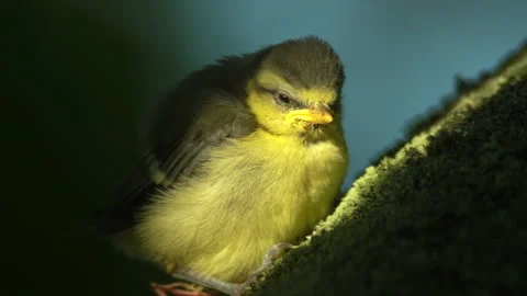 Closeup young passerine bird falling asleep in treetop during sunset golden hour Stock Footage 162877910