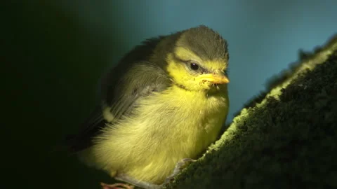 Closeup young passerine bird falling asleep in treetop during sunset golden hour Stock Footage 162879354