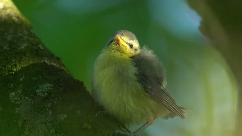 Closeup young passerine bird falling asleep in treetop during sunset golden hour Stock Footage 162937719