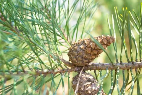 Closeup young pine cones hanging on a branch of pine tree in spring Stock Photos