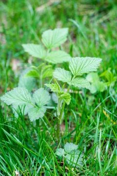Closeup of young raspberry plant (Rubus idaeus) growing in lawn Stock Photos