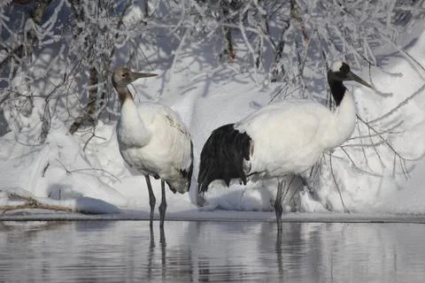Closeup of young red crowned cranes in winter Stock Photos