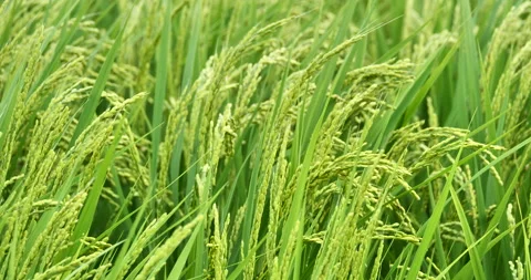 Closeup of young rice field Vídeos de archivo 221838182