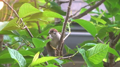 Closeup of Young Sparrow Being Fed by Parent Bird and Flies Away. Bird Parenting Vidéo 309743307