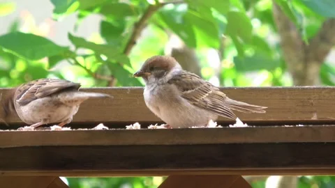 Closeup of Young Sparrow Being Fed by Parent Bird - Bird Parenting in Nature. 4K Видео 330043686