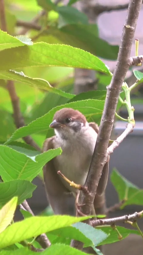 Closeup of Young Sparrow Being Fed by Parent Bird and Flies Away. Bird Parenting Vidéo 330043731
