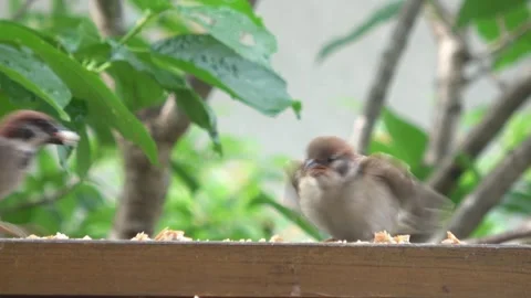 Closeup of Young Sparrow Being Fed by Parent Bird - Bird Parenting in Nature. 4K Видео 330217472