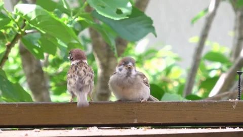 Closeup of Young Sparrow Being Fed by Parent Bird - Bird Parenting in Nature. 4K Видео 331406578