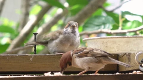 Closeup of Young Sparrow Being Fed by Parent Bird and Flies Away. Bird Parenting Stockbeeldmateriaal 331406580