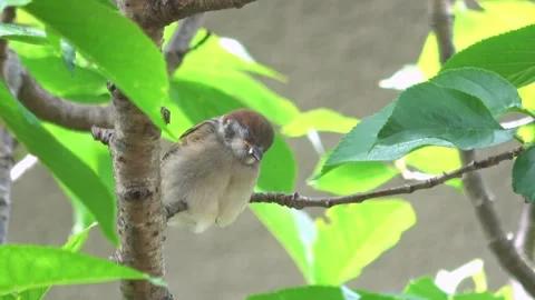 Closeup of Young Sparrow Chick Napping on Tree Branch. 4K Видео 330037032