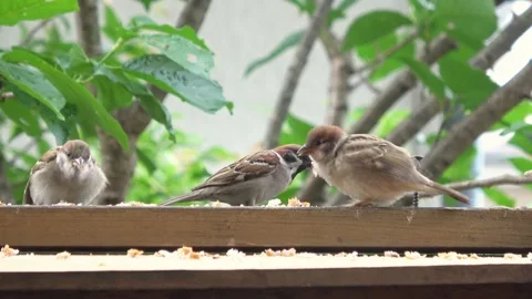 Closeup of Young Sparrows Being Fed by Parent Bird. Bird Childcare in Nature Vidéo 330217475