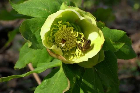 Closeup of young spring light green Caucasian flower Helleborus caucasicus Фото