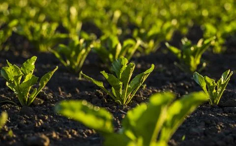 Closeup of young sugar beet plants in converging long lines growing in the Stock Photos
