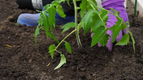 Closeup of young tomato seedling Video stock 295003311