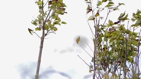 Closeup of young tree braches waving in the wind Stock Footage 122817170