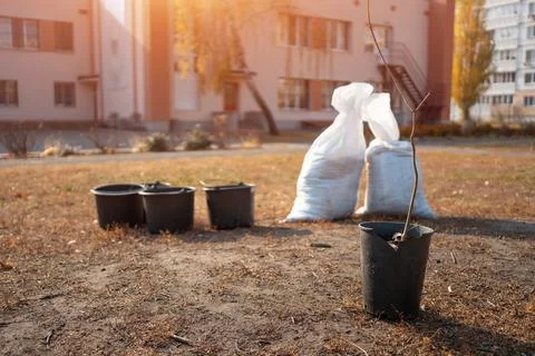Closeup of young tree sapling in pot and garden buckets for planting in yard Stock Photos