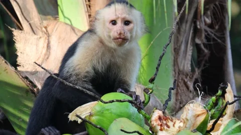 Closeup of a young white faced capuchin monkey drinking coconut water Stock Footage 228662830