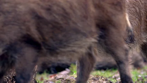 Closeup young wild boar Sus scrofa calm piggy looking for nutriment in woods Stock Footage 145820004