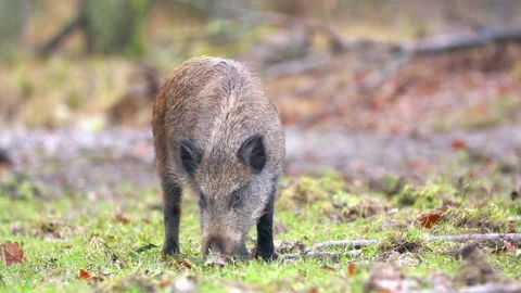 Closeup young wild boar Sus scrofa calm piggy looking for nutriment in woods Stock Footage 145860367